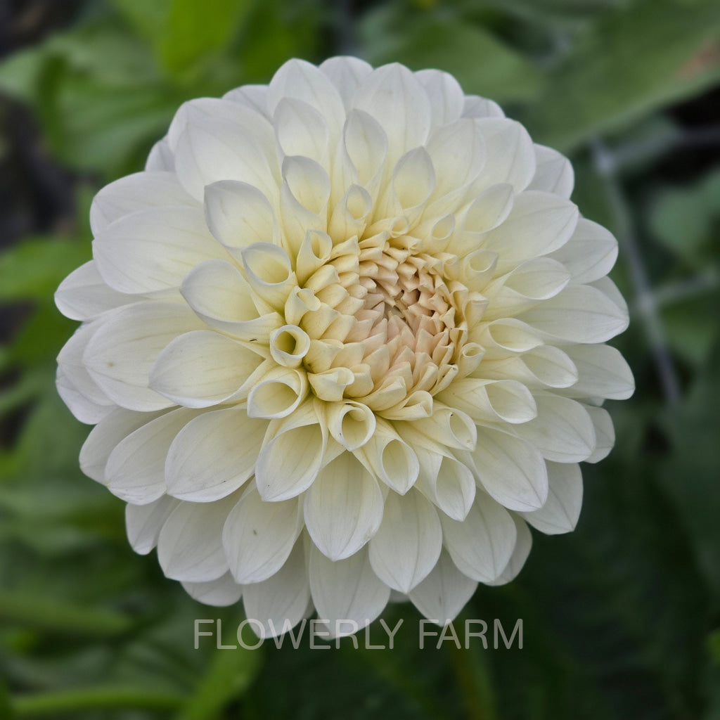 BOOM BOOM WHITE Tuber