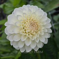 BOOM BOOM WHITE Tuber