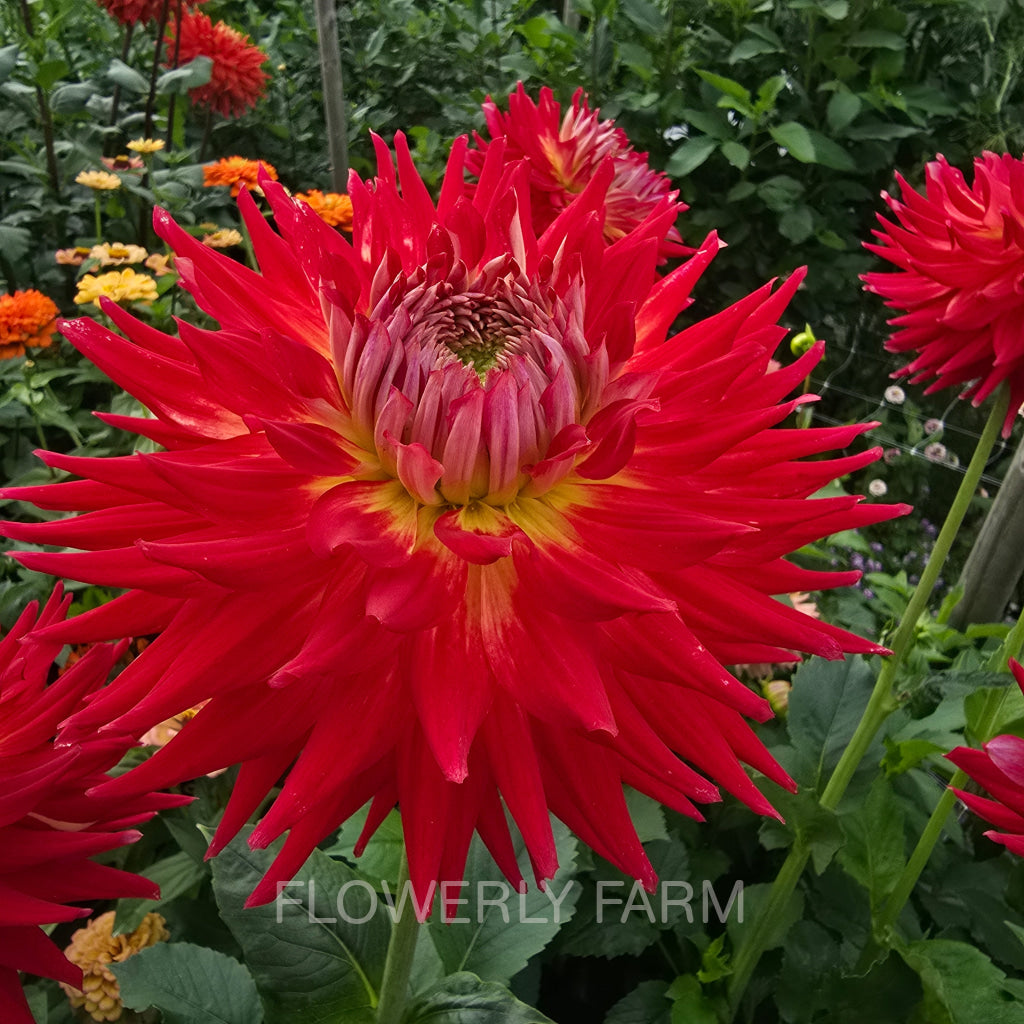 CLEARVIEW EMBERS Tuber