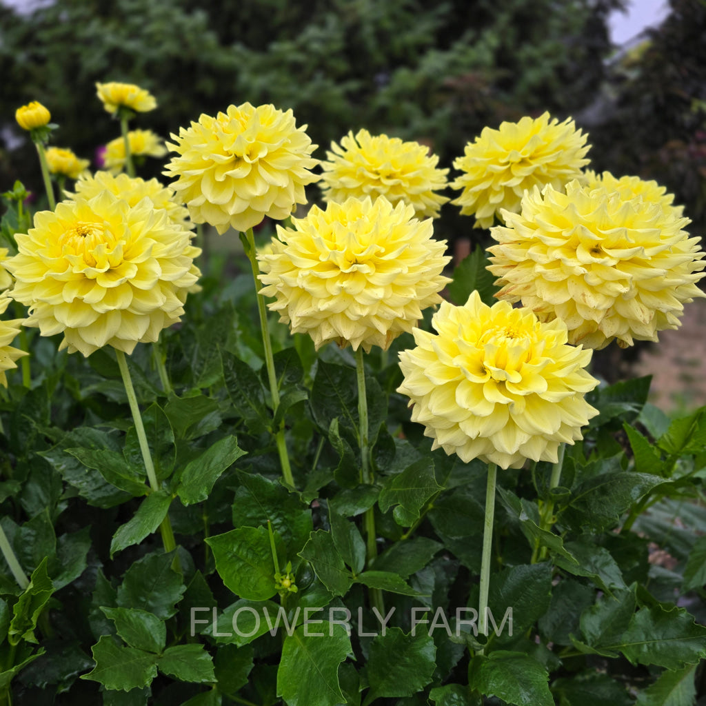 CLEARVIEW RUFFLES Tuber