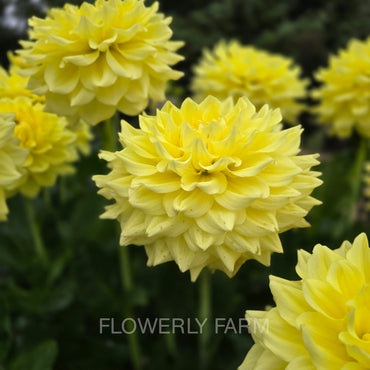 CLEARVIEW RUFFLES Tuber