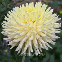 CLEARVIEW SHARRON Tuber