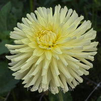 CLEARVIEW SHARRON Tuber