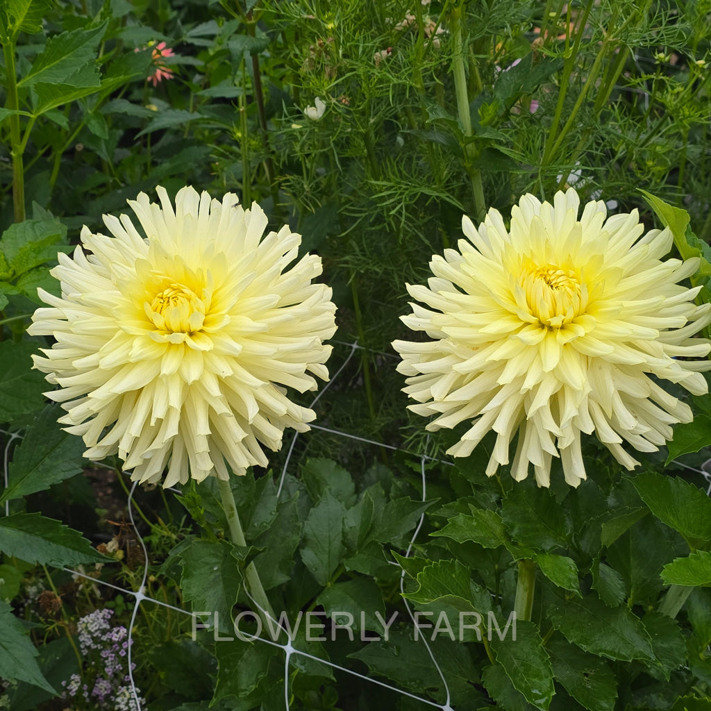 CLEARVIEW SHARRON Tuber