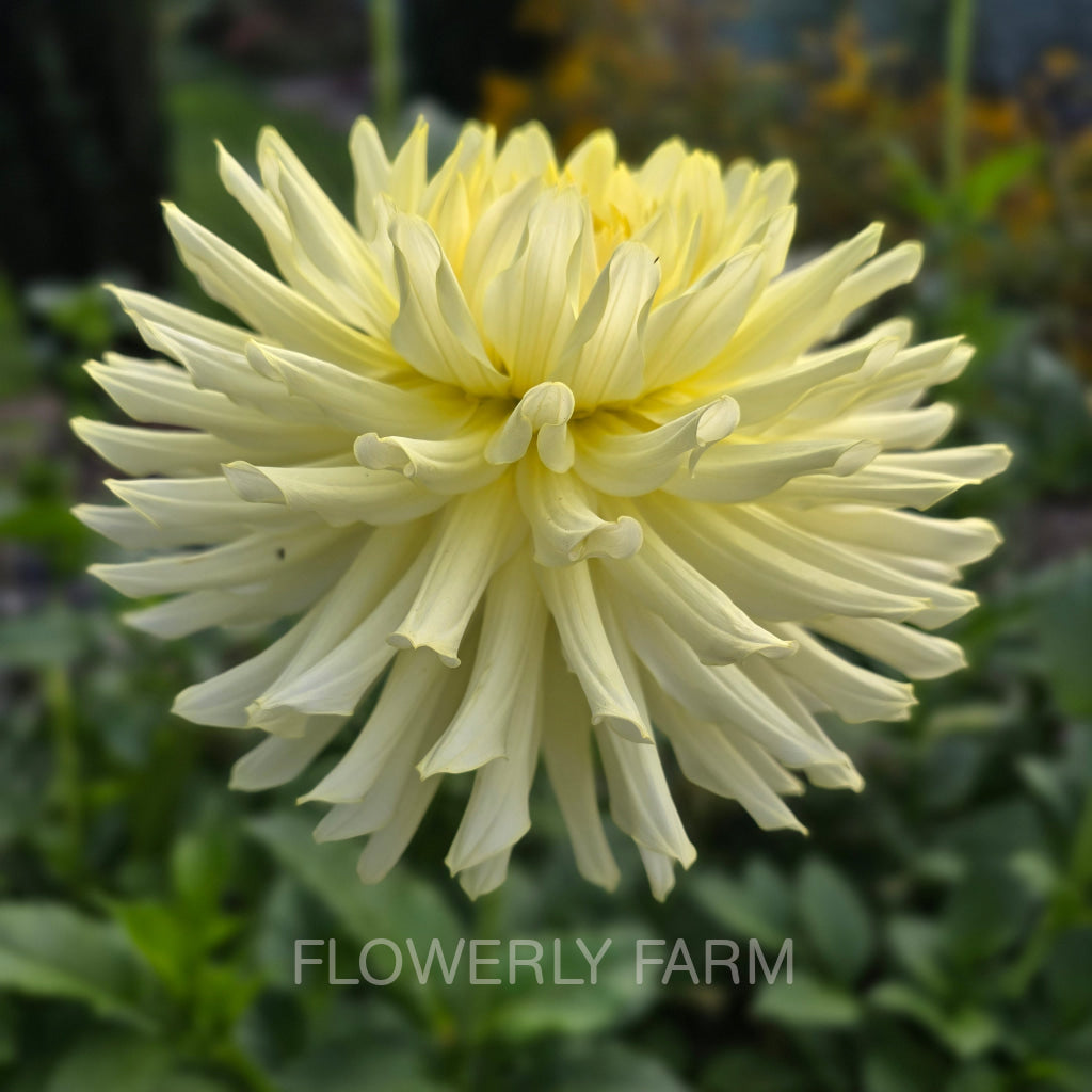 CLEARVIEW SHARRON Tuber