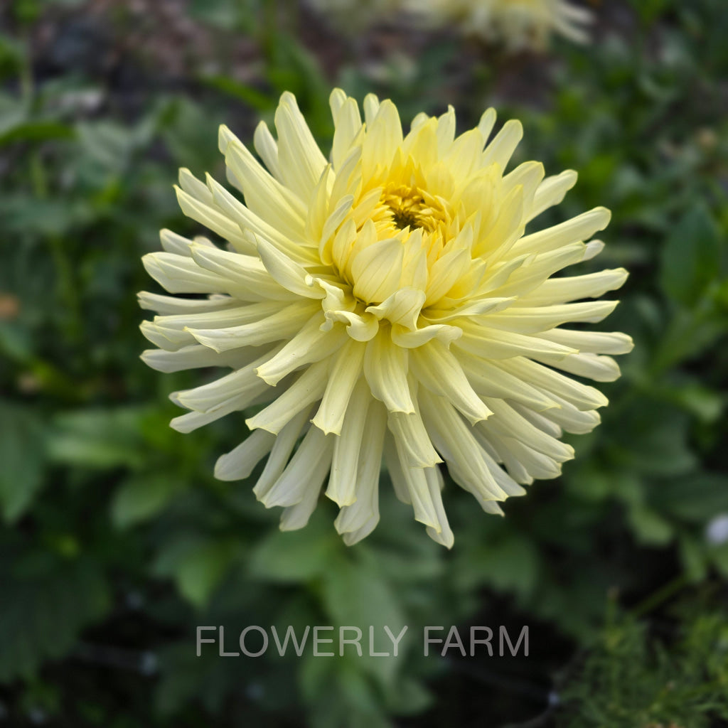 CLEARVIEW SHARRON Tuber