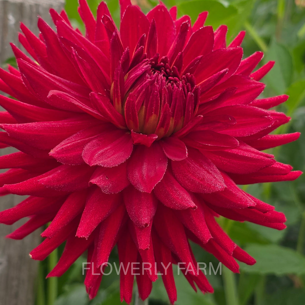 CONNIE CAPT COLIN Tuber