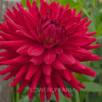 CONNIE CAPT COLIN Tuber