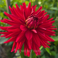 CONNIE CAPT COLIN Tuber