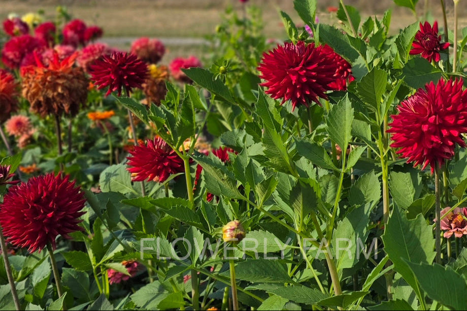 CONNIE CAPT COLIN Tuber