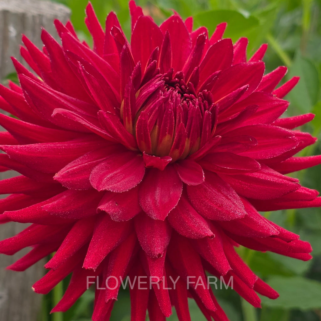 CONNIE CAPT COLIN Tuber