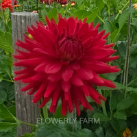 CONNIE CAPT COLIN Tuber