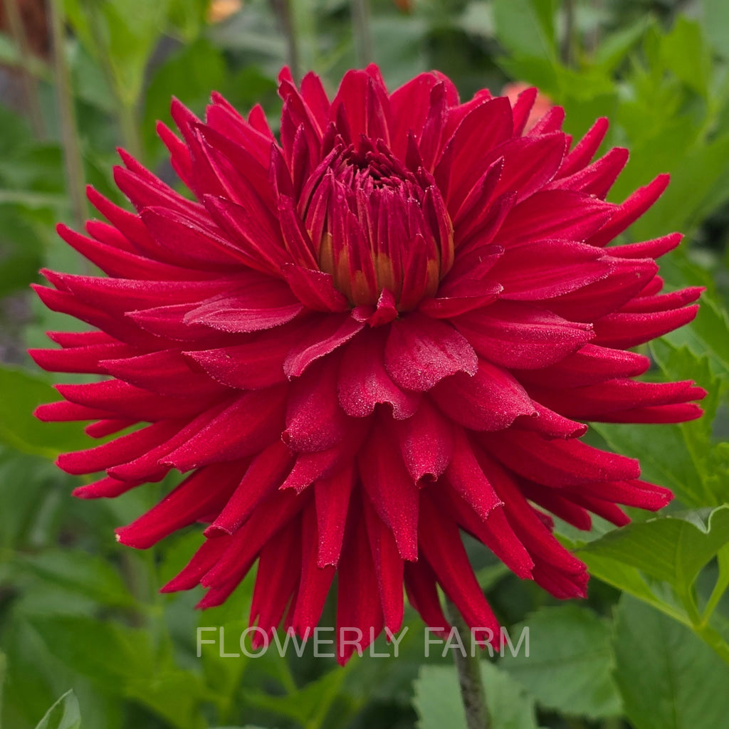 CONNIE CAPT COLIN Tuber