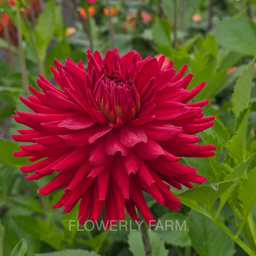 CONNIE CAPT COLIN Tuber