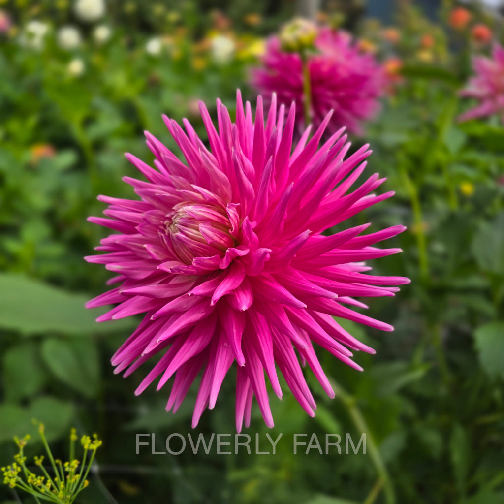 CRAZY 4 VIRGINIA Tuber