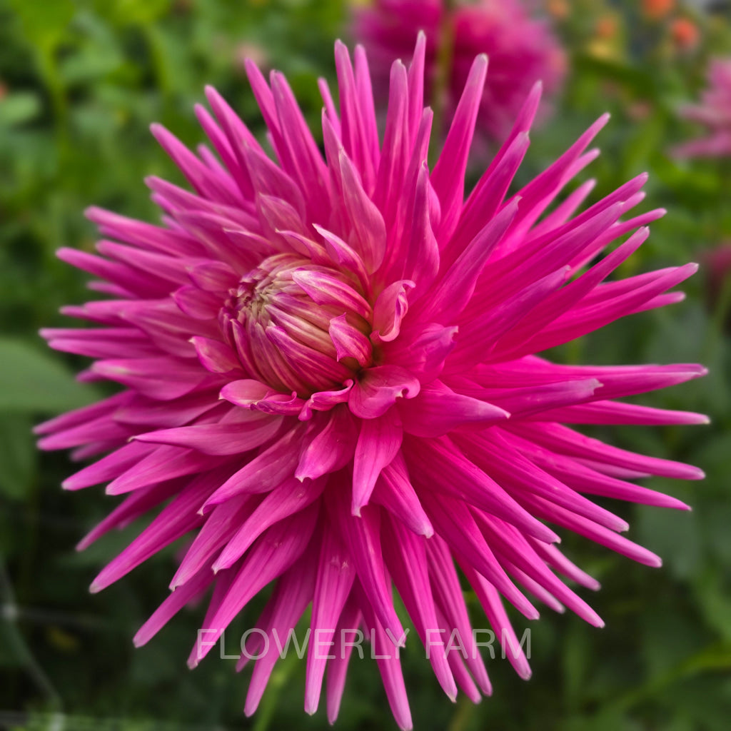 CRAZY 4 VIRGINIA Tuber