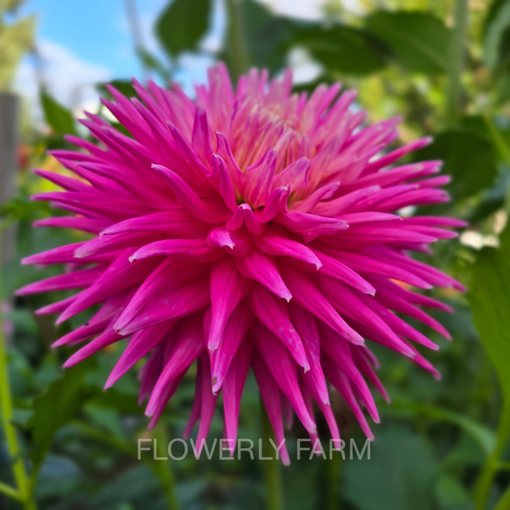 CRAZY 4 VIRGINIA Tuber