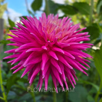 CRAZY 4 VIRGINIA Tuber