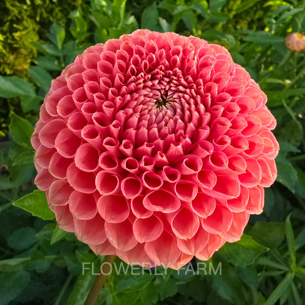 CRAZY 4 WYLIE QUINN Tuber