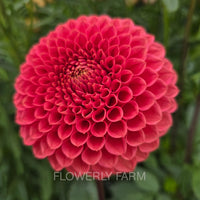 CRAZY 4 WYLIE QUINN Tuber