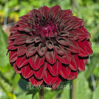 FITZY’S DARK ANGEL Tuber