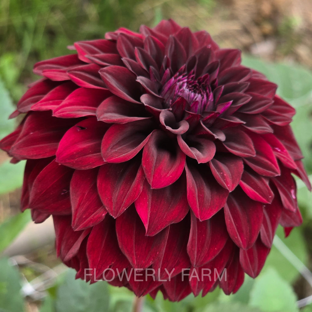 FITZY’S DARK ANGEL Tuber