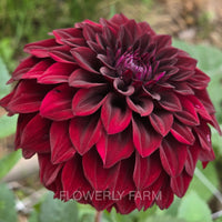 FITZY’S DARK ANGEL Tuber