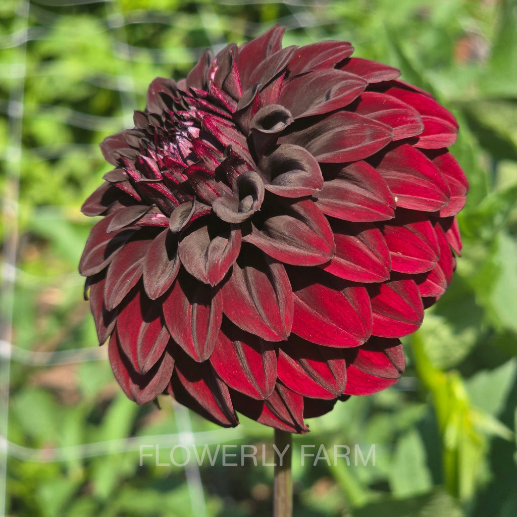 FITZY’S DARK ANGEL Tuber