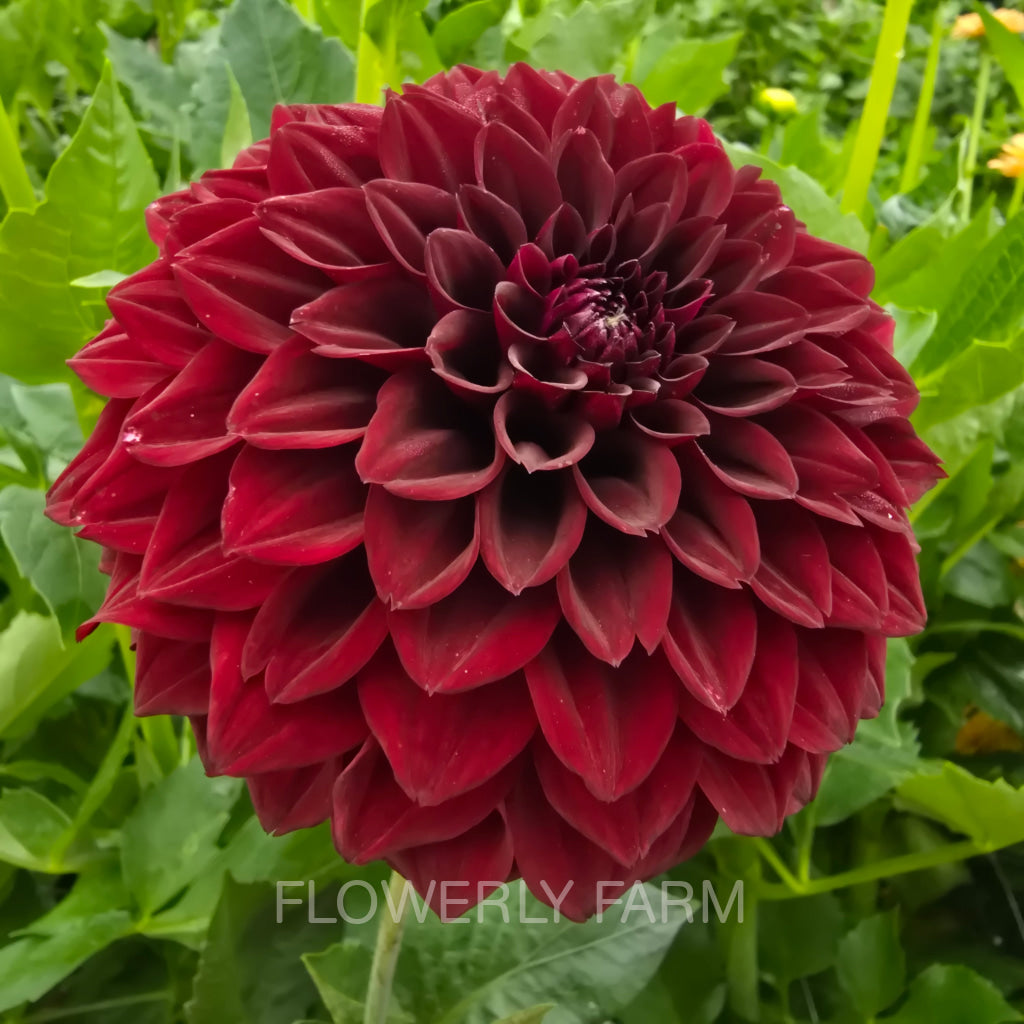 FITZY’S DARK ANGEL Tuber