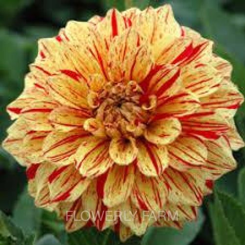 Gloriosa Tuber
