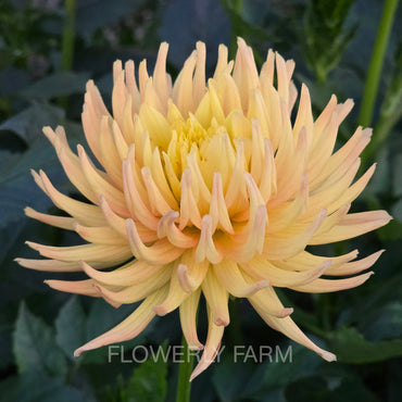 HOLLYHILL SPICE IT UP Tuber