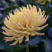 HOLLYHILL SPICE IT UP Tuber