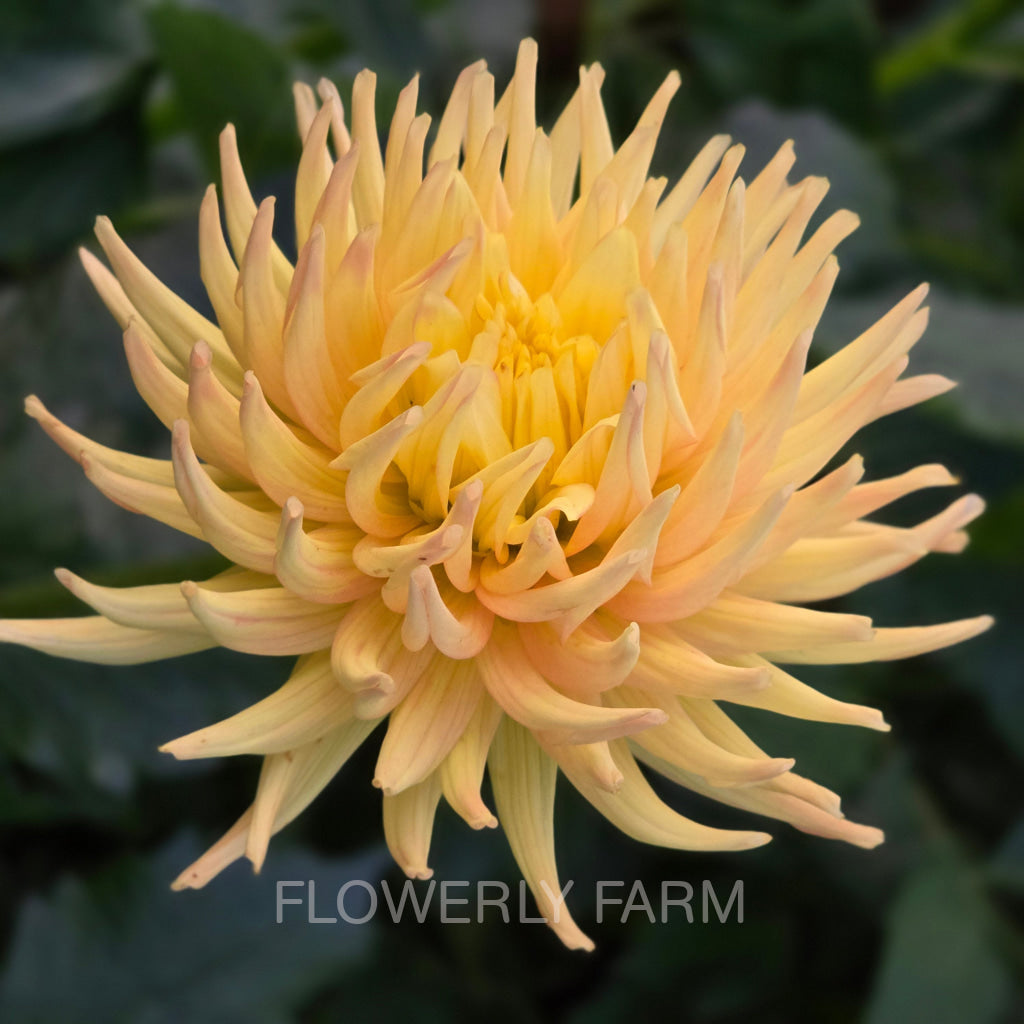 HOLLYHILL SPICE IT UP Tuber