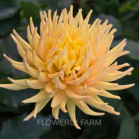 HOLLYHILL SPICE IT UP Tuber