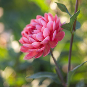 Dahlia waterlily flower salmon pink color that does well in garden, shows, and dahlia exhibitions
