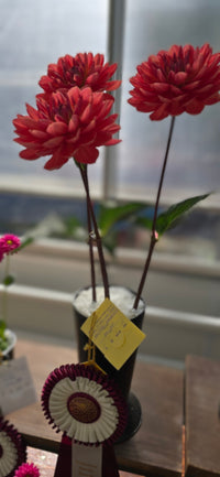 Hollyhill Daydream Triple on Head Table with Ribbon in a Dahlia Show