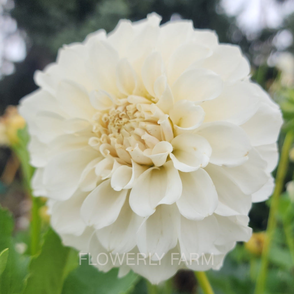 Irish Ruffles Tuber