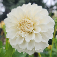 Irish Ruffles Tuber