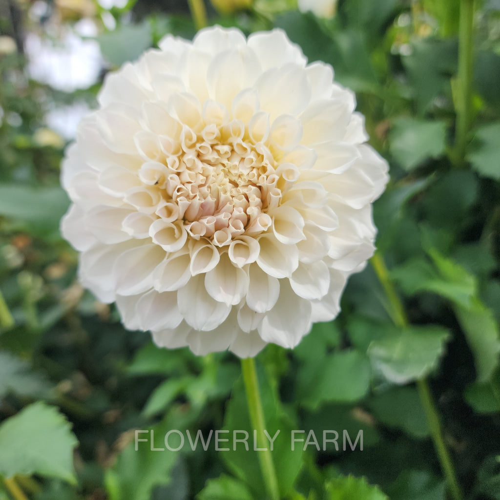 Irish Ruffles Tuber