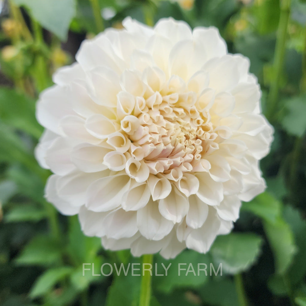 Irish Ruffles Tuber