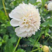 Irish Ruffles Tuber