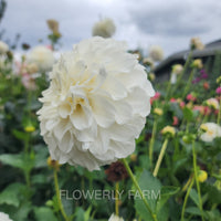 Irish Ruffles Tuber