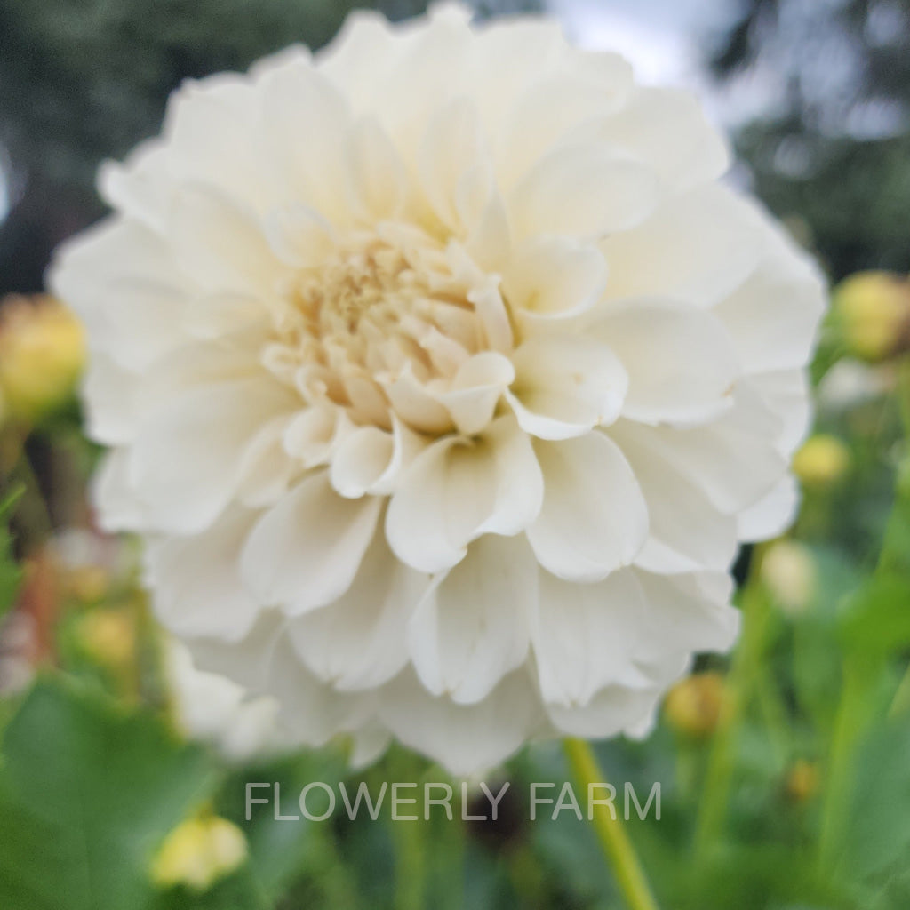 Irish Ruffles Tuber