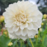 Irish Ruffles Tuber