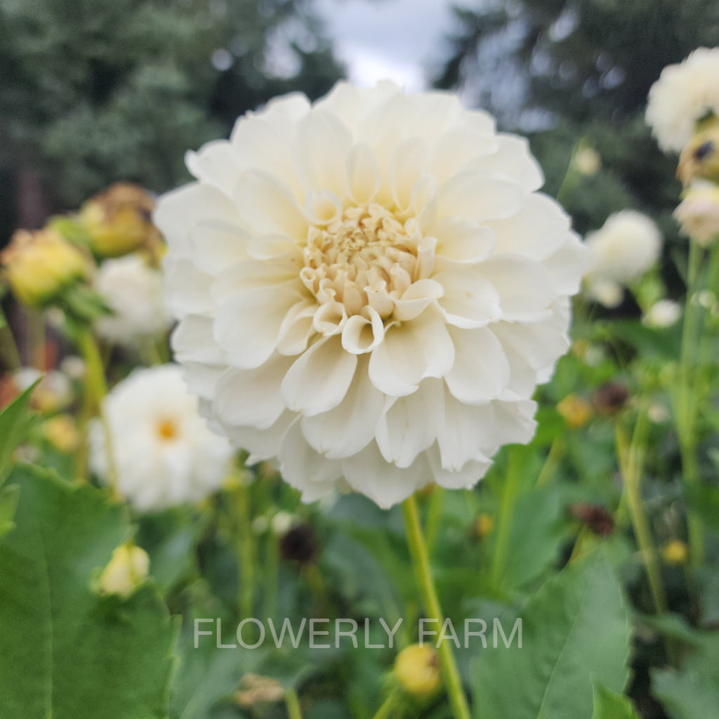 Irish Ruffles Tuber