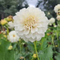 Irish Ruffles Tuber