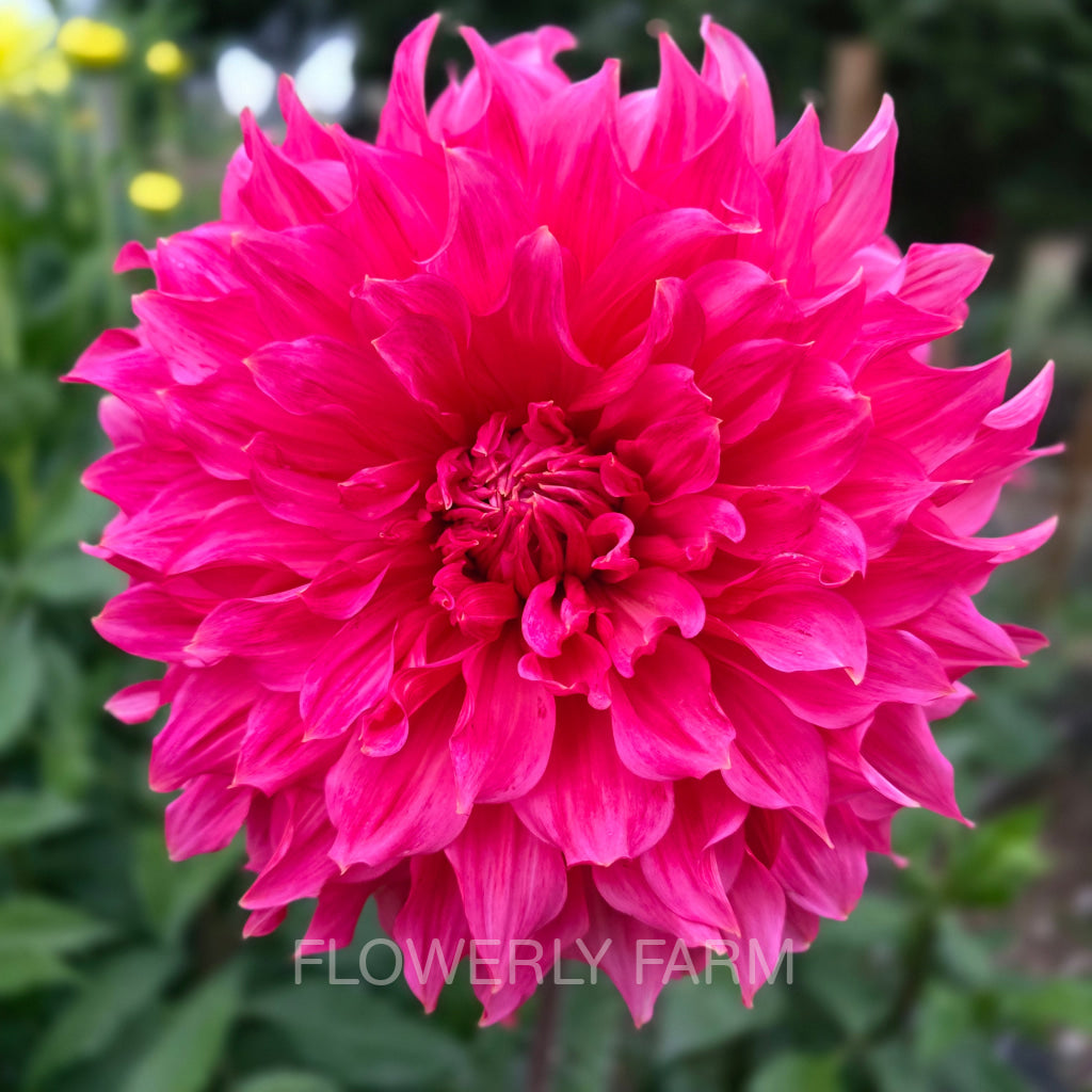 Islander Designs Roses Hd ISLANDER – Flowerly Farm
