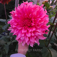 Islander ~ Growing Stock In 2025 Archived