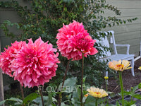 Islander ~ Growing Stock In 2025 Archived