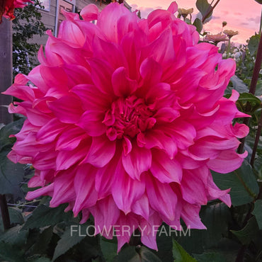 Islander ~ Growing Stock In 2025 Archived